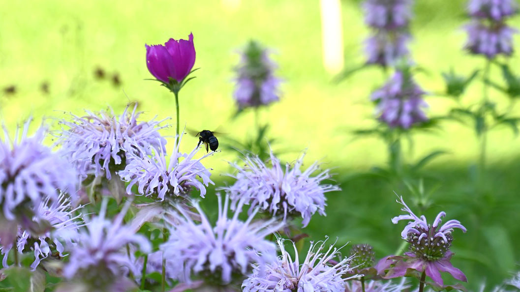 Native Plant Initiative of Greater New Orleans