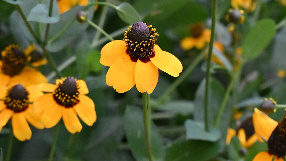 Native Plant Initiative of Greater New Orleans