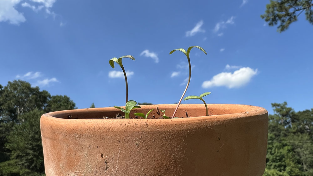 Grow Me Something Mister